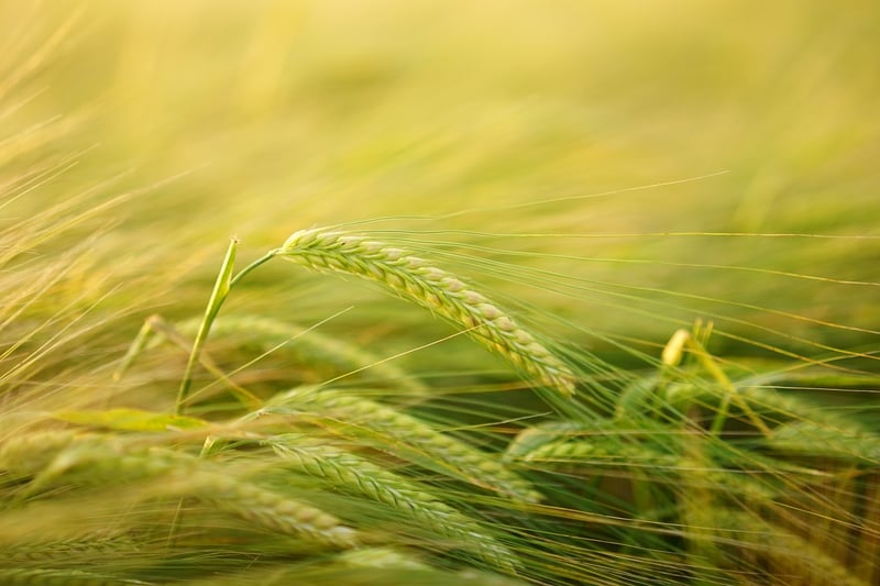 Whole Grains