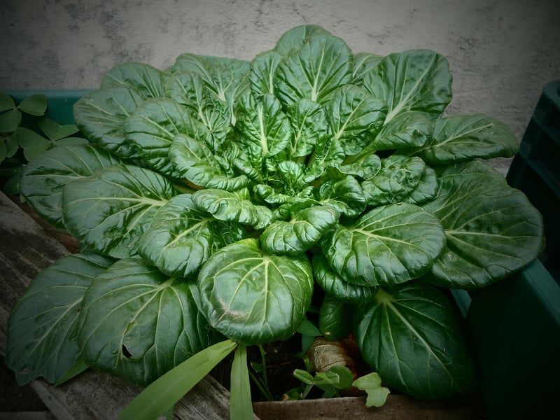 Leafy Greens